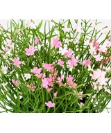Kunstlill DAISY MINI 20 potiga