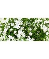 Artificial DAISY MINI 20 pot