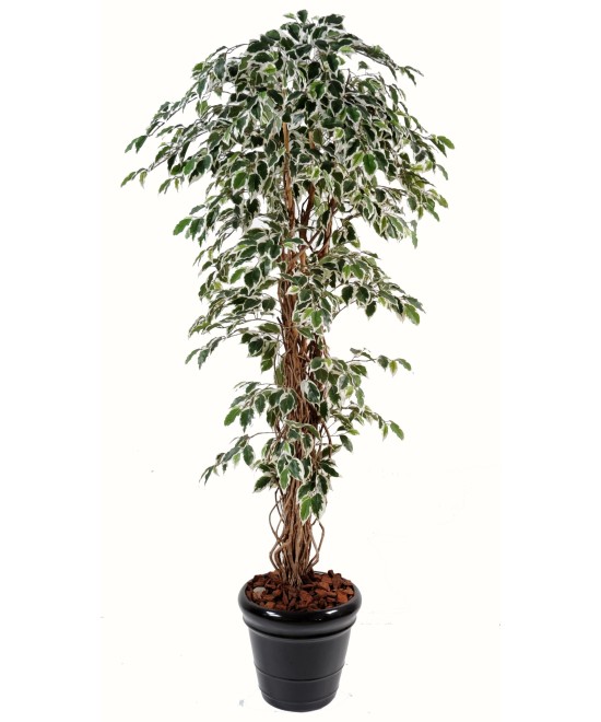 Kunstficus suurte lehtedega rippvõrsetega