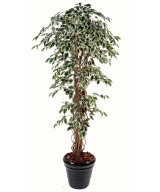 Kunstficus suurte lehtedega rippvõrsetega