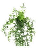 Artificial ASPARAGUS HANGING BUSH 55 POT