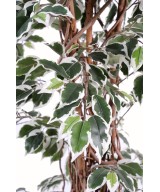 Artificial Ficus CREEPERS LL
