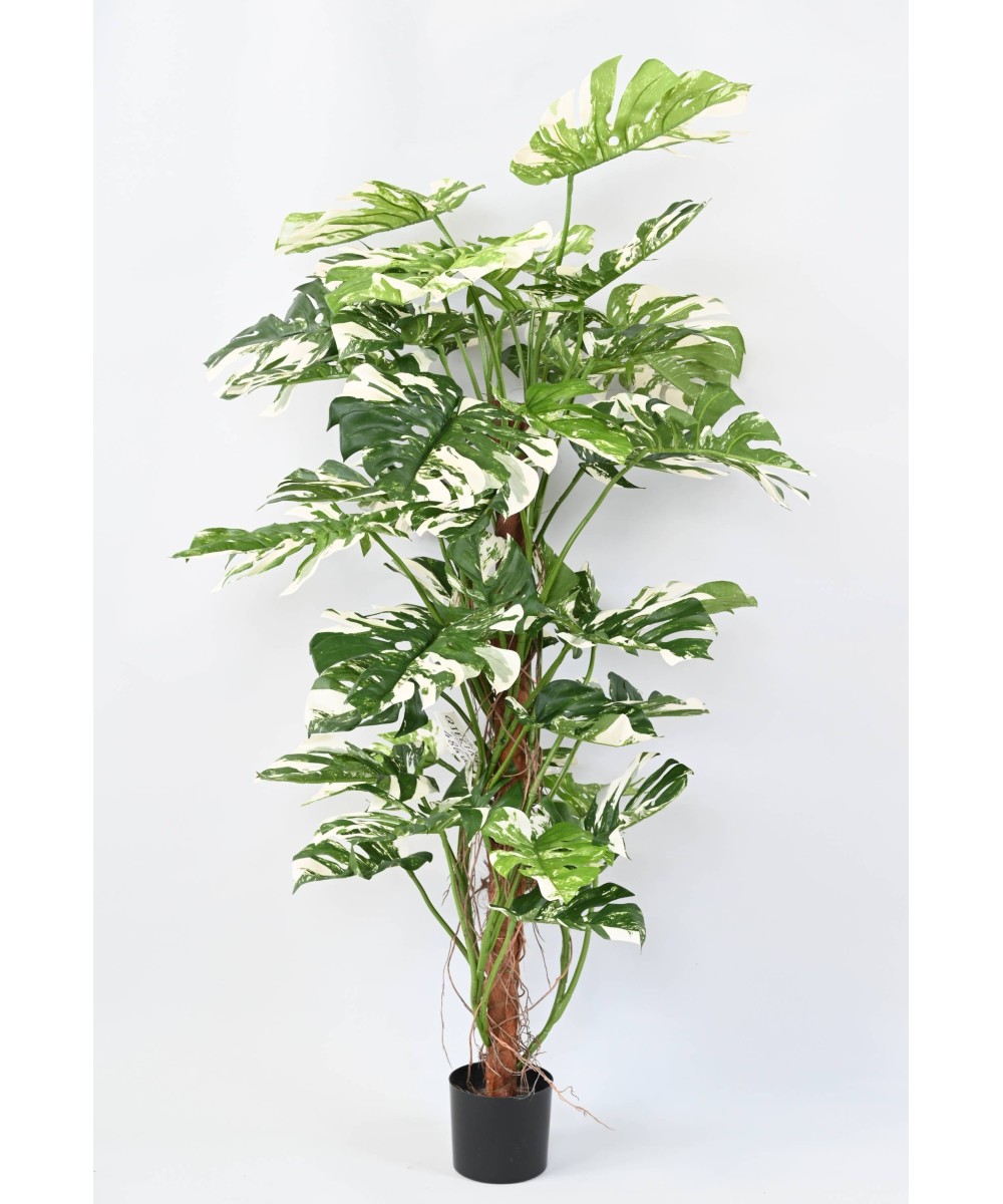 Kunstlik FILODENDRON MONSTERA KOOKOSPÕLVAL UUS 160
