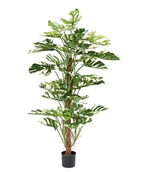 Kunstlik FILODENDRON MONSTERA KOOKOSPÕLVAL UUS 160