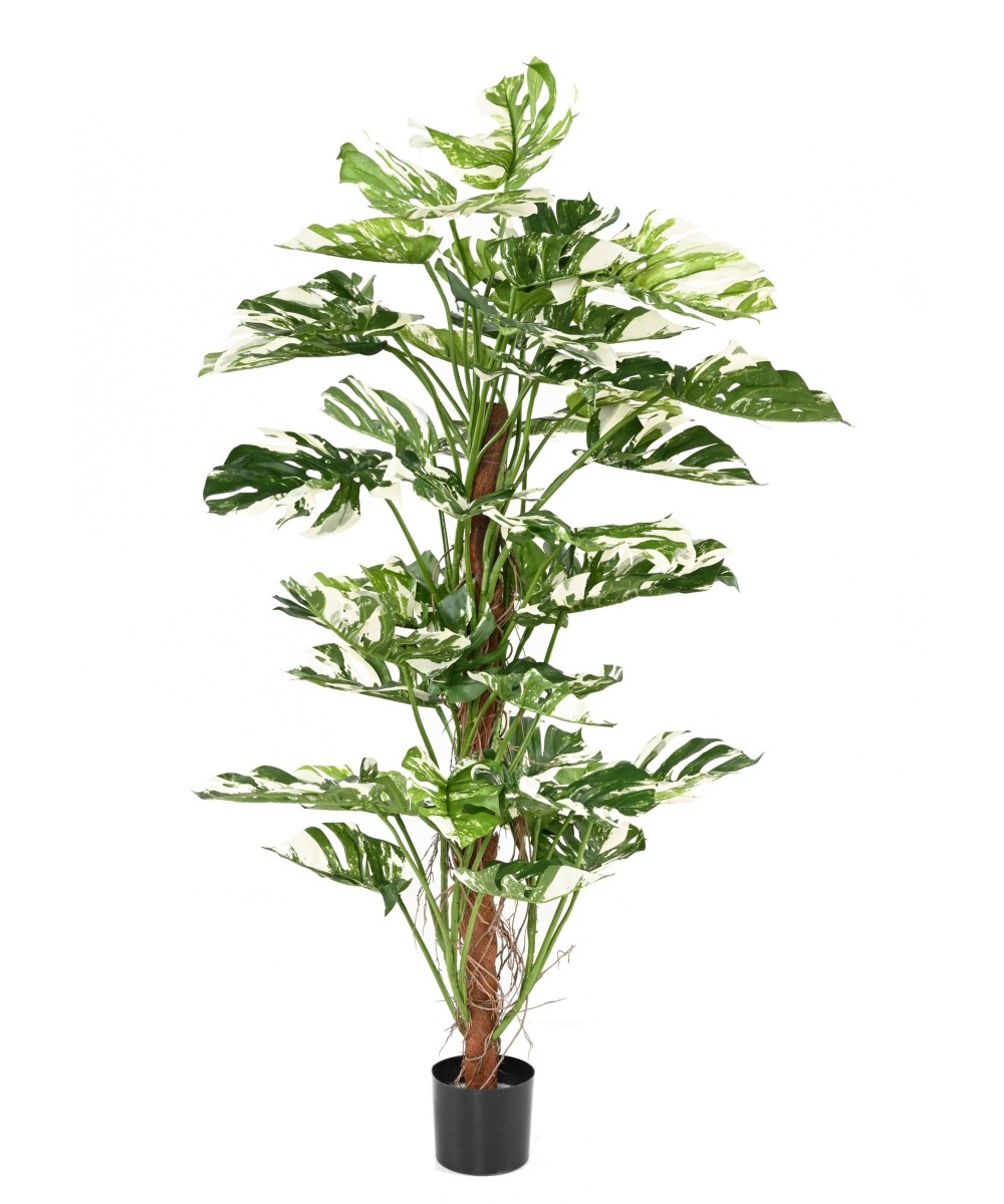 Kunstlik FILODENDRON MONSTERA KOOKOSPÕLVAL UUS 160