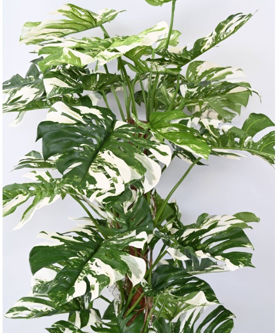Kunstlik FILODENDRON MONSTERA KOOKOSPÕLVAL UUS 160