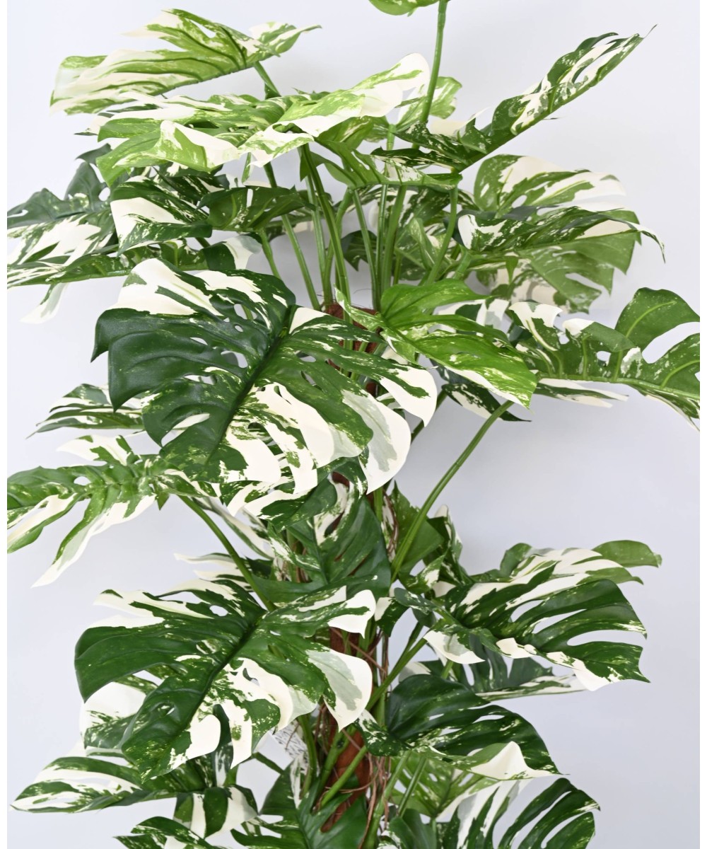 Kunstlik FILODENDRON MONSTERA KOOKOSPÕLVAL UUS 160