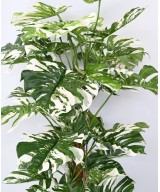 Kunstlik FILODENDRON MONSTERA KOOKOSPÕLVAL UUS 160