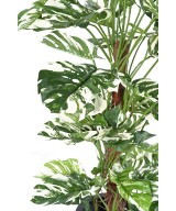 Kunstlik FILODENDRON MONSTERA KOOKOSPÕLVAL UUS 160