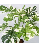 Kunstlik hiiglaslik Philodendron Monstera *13 75 CM