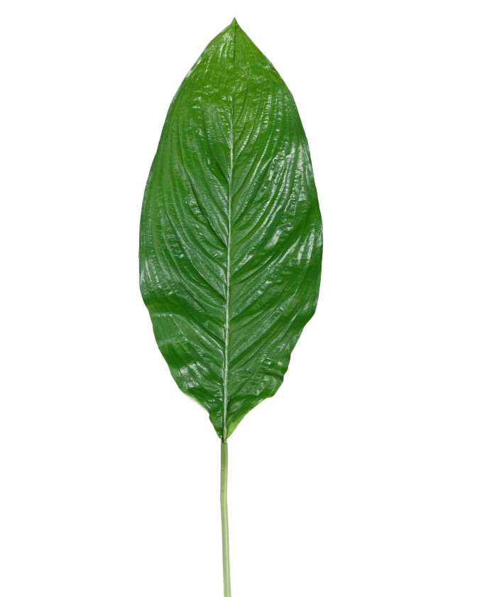 Kunstlik SPATHIPHYLLUM (rahuliilia) HIIGLASLIK LEHT 105