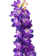 Kunstlik DELPHINIUM