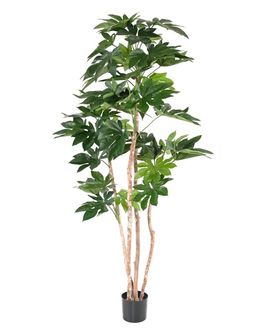 Kunstlik jaapani puu (FATSIA JAPONICA)