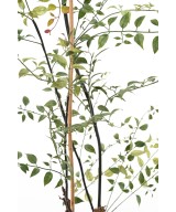 Kunstlik KUSLAPUKAS 100