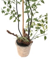 Artificial HONEYSUCKLE 100