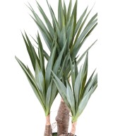 Artificial AGAVE SISAL 55