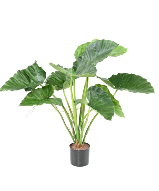 Kunstalokaasia CALIDORA