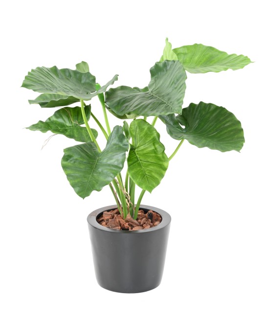 Kunstalokaasia CALIDORA