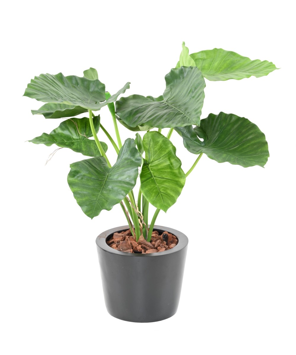 Kunstalokaasia CALIDORA