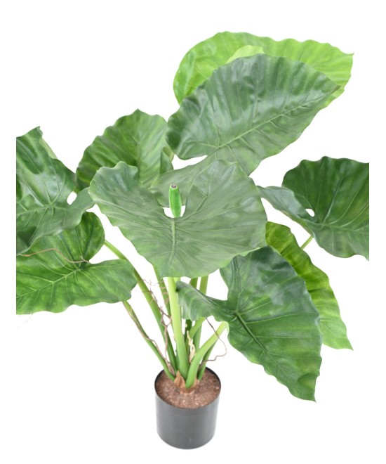Kunstalokaasia CALIDORA