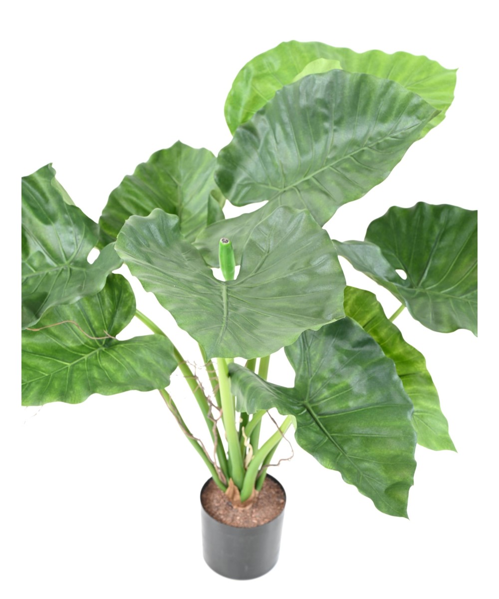 Kunstalokaasia CALIDORA