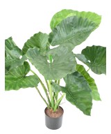 Kunstalokaasia CALIDORA