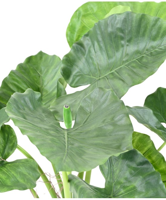 Kunstalokaasia CALIDORA