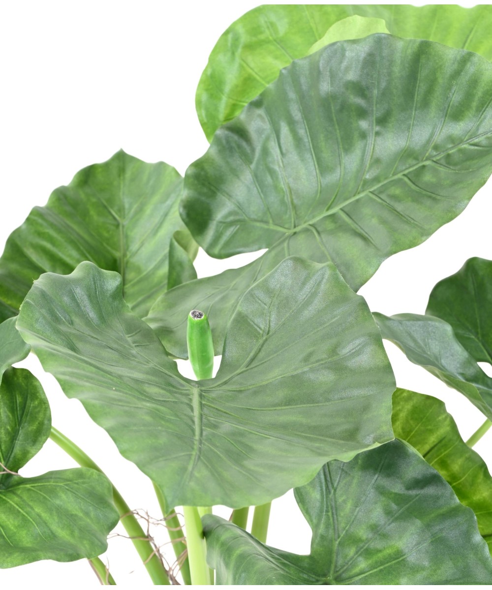 Kunstalokaasia CALIDORA