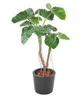 Kunstalokaasia CALIDORA 2T