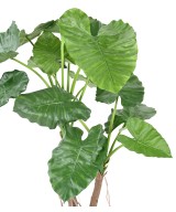 Kunstalokaasia CALIDORA 2T