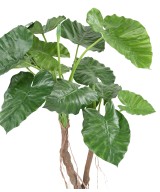 Kunstalokaasia CALIDORA 2T