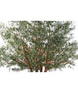 Artificial olive TREE