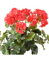 Artificial GERANIUM UV