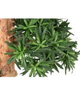 Artificial PODOCARPUS CLOUD TREE