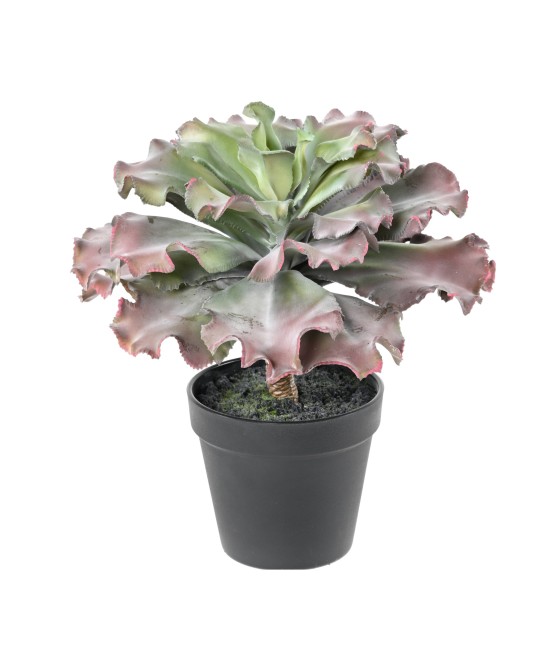 Artificial SUCCULENT adromischus cristatus