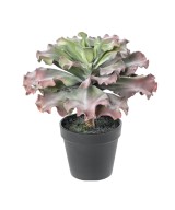 Artificial SUCCULENT adromischus cristatus