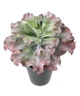 Kunstlik sukulent *adromischus cristatus*