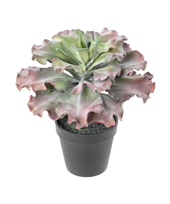 Artificial SUCCULENT adromischus cristatus