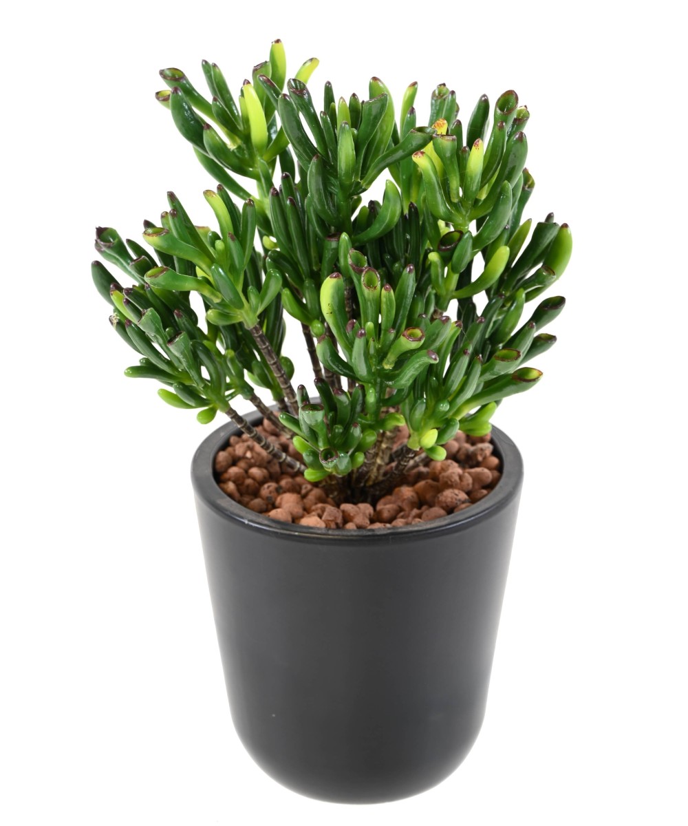 Artificial SUCCULENT CORAL