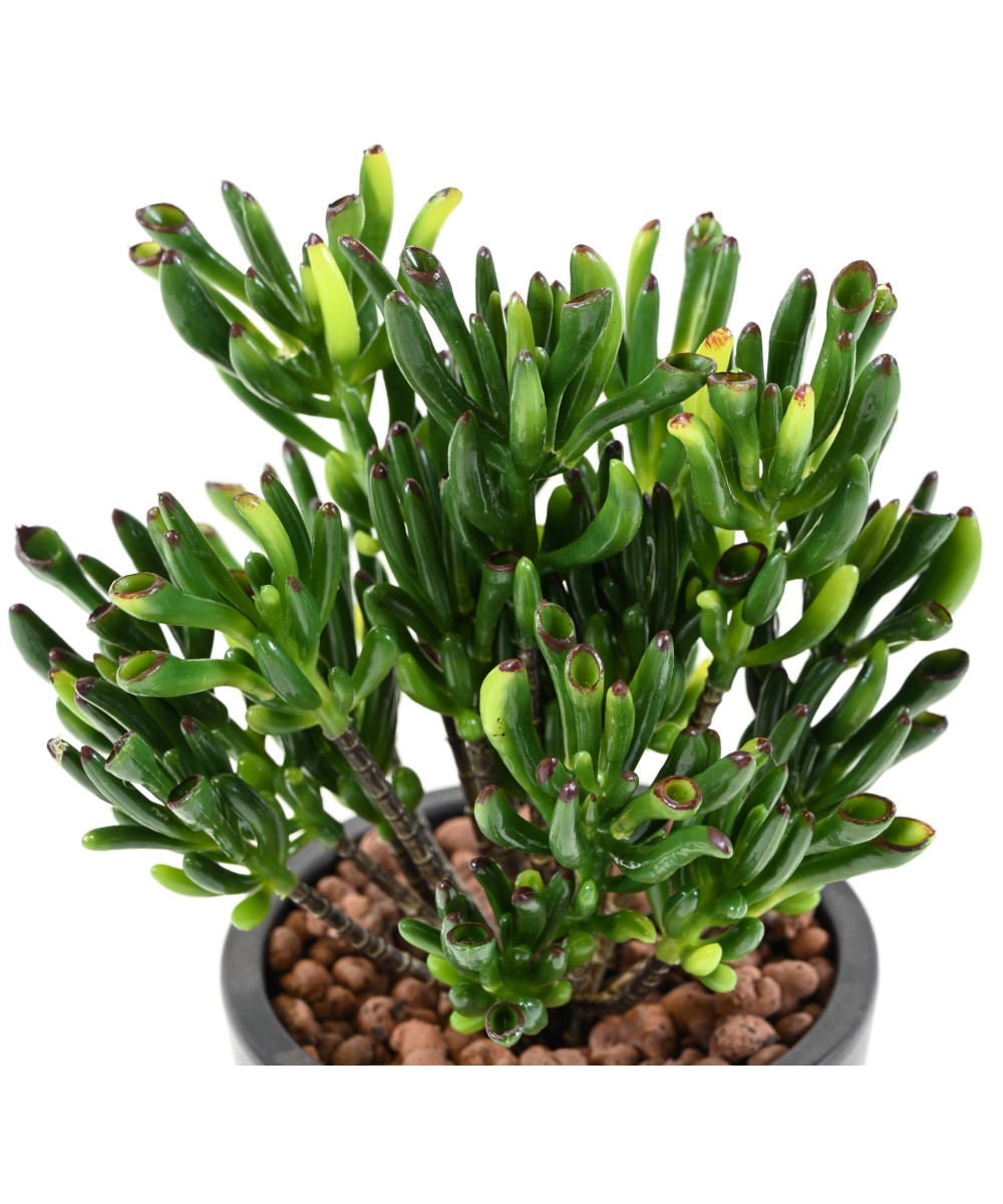 Artificial SUCCULENT CORAL