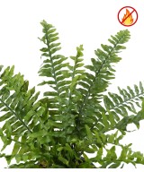 Artificial BOSTON FERN *21 FR - Fire Resistant