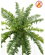Kunstlik Boston Fern *21 FR - Tulekindel