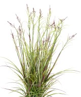 Artificial FLOWERING ACORUS POT