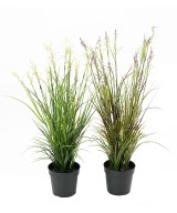 Artificial FLOWERING ACORUS POT