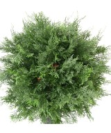 Artificial LAWSON CYPRESS BALL UV