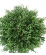 Kunstlik LAWSON Cypress Ball UV