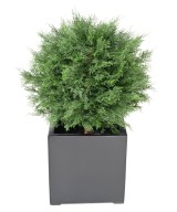 Kunstlik LAWSON Cypress Ball UV