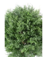 Kunstlik LAWSON Cypress Ball UV