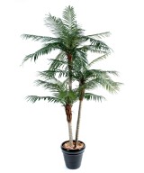 Kunst-datlipalm kolme tüvega