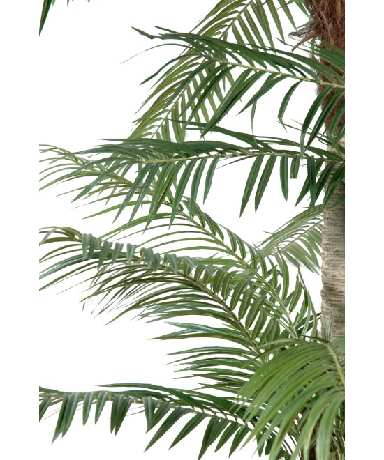 Kunst-datlipalm kolme tüvega